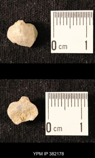 Ambocoelia planoconvexa