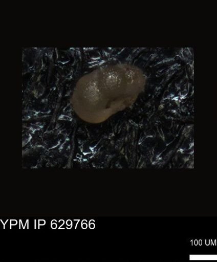 undet. Foraminiferida