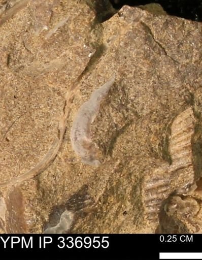 undet. Bivalvia
