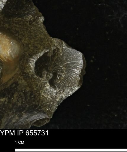 Limopsis?