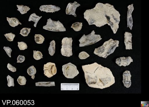 undet. Actinopterygii