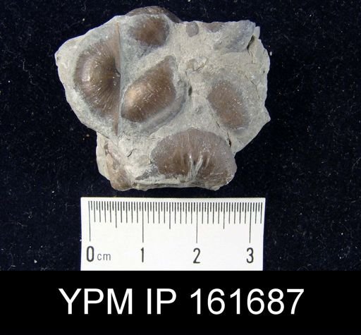 Plectambonites glabra