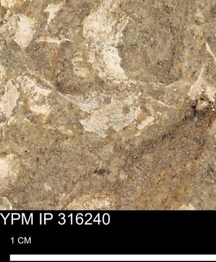 undet. Mollusca