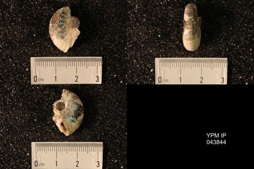 Hoploscaphites nicolletii