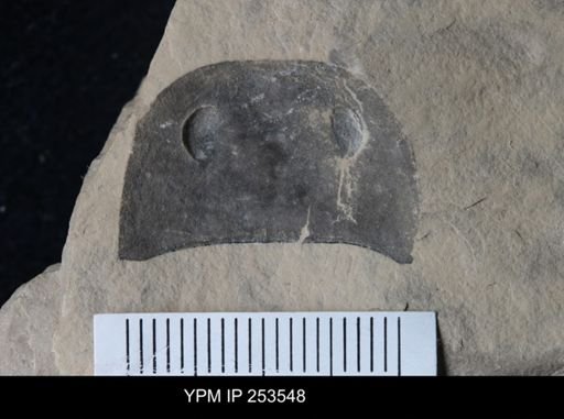 Eurypterus sp.