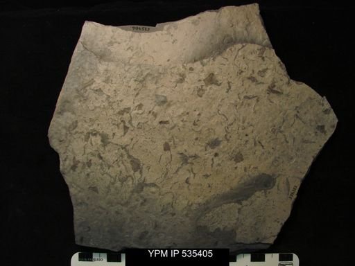 undet. Eurypterida