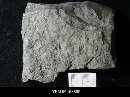 Tentaculites sp.
