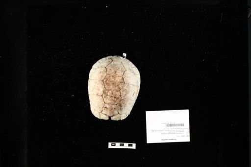 Terrapene carolina
