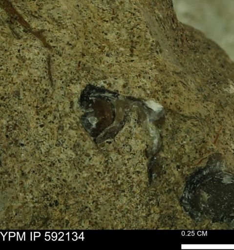 Ostrea?