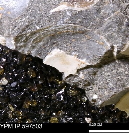 Limopsis striatopunctatus