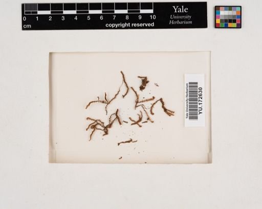 Plantae