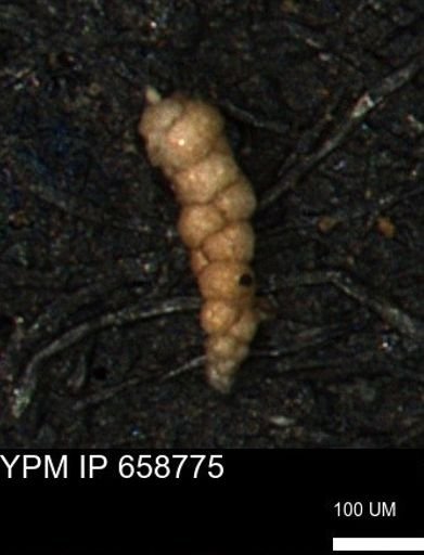 Verneuilinoides kansasensis