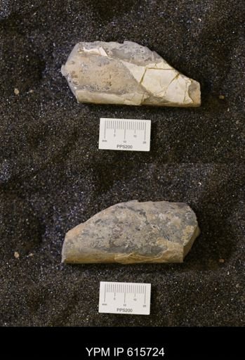 Baculites sp.