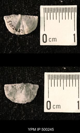 Mesolobus mesolobus decipiens