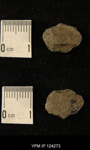 Phacops rana