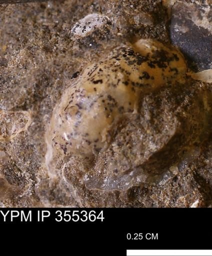Ammonoidea