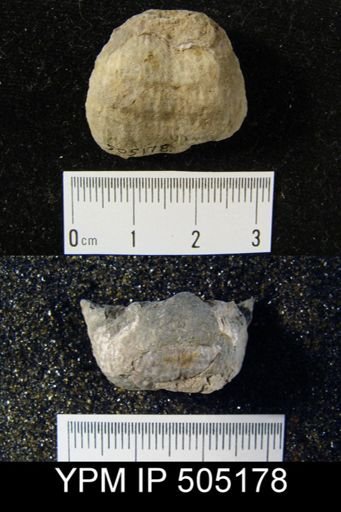 Pustula nebrascensis