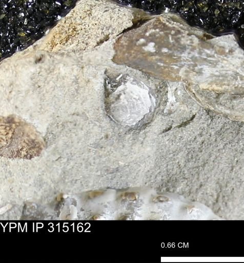 undet. Mollusca