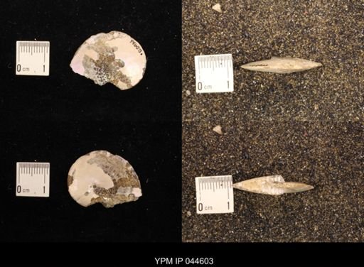 Sphenodiscus lenticularis