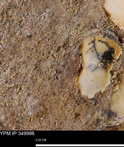 undet. Mollusca