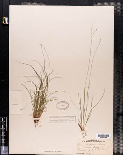 Carex trisperma