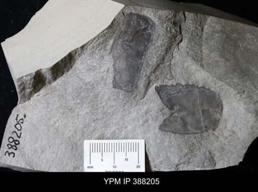 Dolichopterus macrocheirus