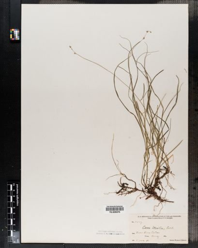 Carex disperma