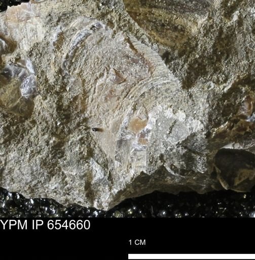 Dosiniopsis deweyi