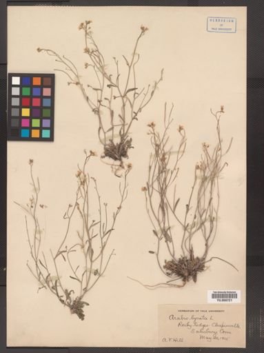 Arabis lyrata
