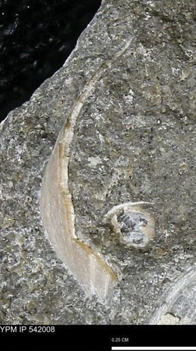 Protocardia?