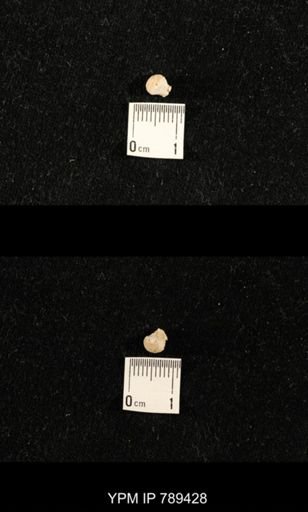 undet. Bryozoa