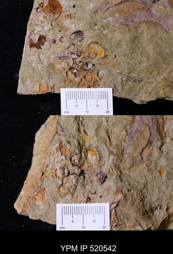 undet. Bivalvia