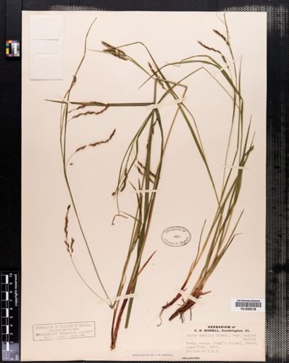 Carex debilis