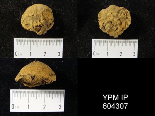 undet. Rhynchonellida