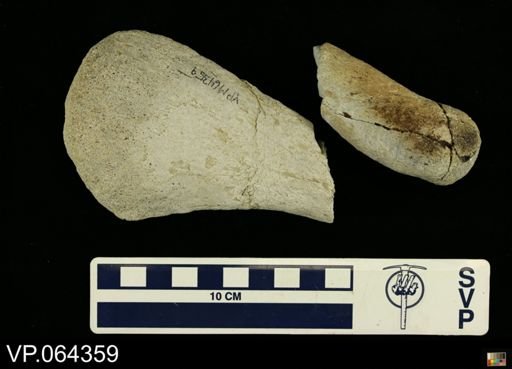 Polycotylus