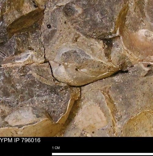 undet. Bivalvia