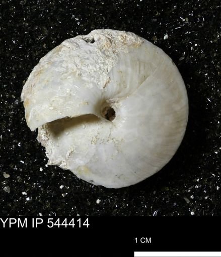 Poecilozonites bermudensis bermudensis