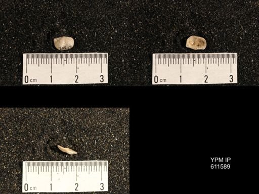Lissochonetes sp.