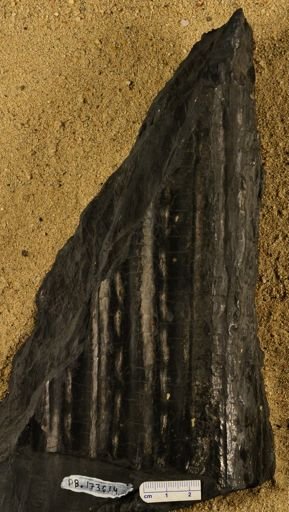 Sigillaria sp.