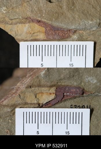 undet. Porifera