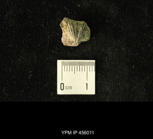 Platystrophia amoena