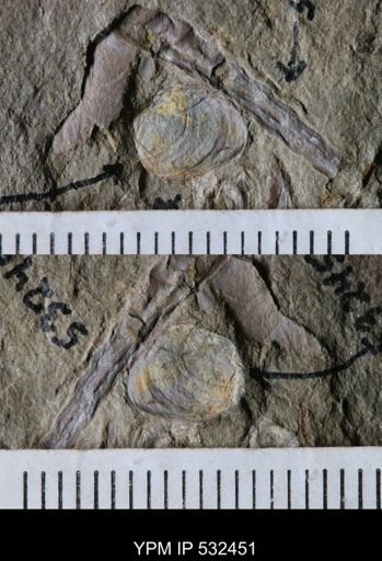 undet. Bivalvia