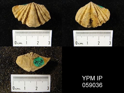 Delthyris perlamellosa