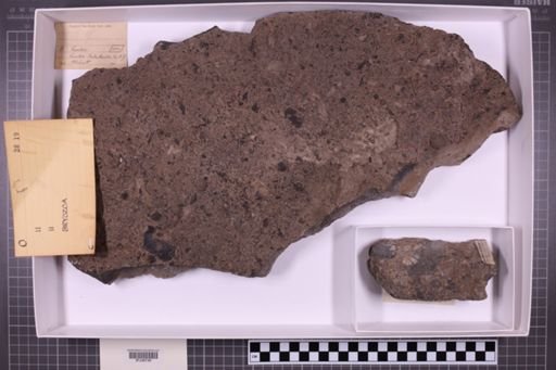 mixed taxa, stratigraphic collection
