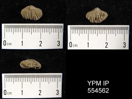 Camarotoechia horsfordi