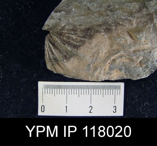 Delthyris (Quadrifarius) rugaecosta