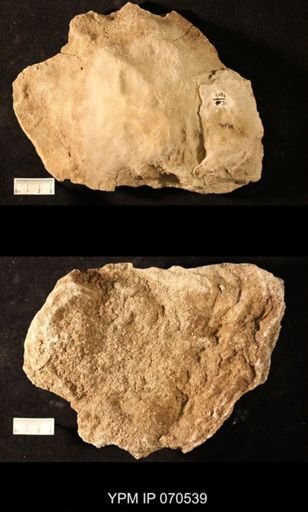 Favosites louisvillensis