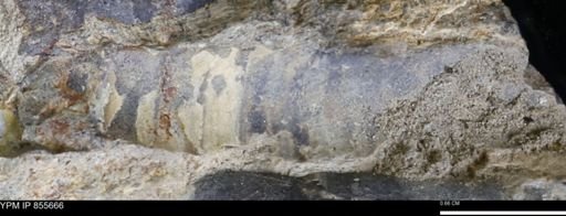 undet. Teredinidae