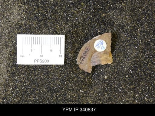 Scaphites sp.
