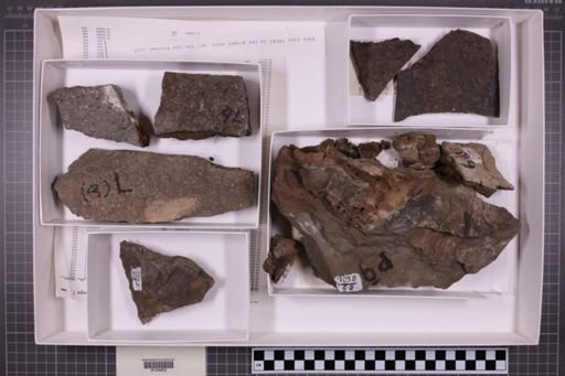 mixed taxa, stratigraphic collection
